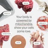 Timeline Mitopure Urolithin A 500mg Powder